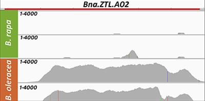 Flowering Time Gene Variation in Brassica Species Shows Evolutionary Principles